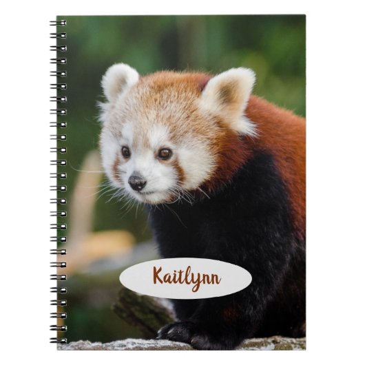 Personalisierter Roter Panda Notizblock (Vorderseite)