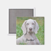Personalisierter Weimaraner Welpenhund Magnet (Vorderseite/Rückseite)