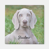 Personalisierter Weimaraner Welpenhund Magnet (Vorne)