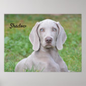 Personalisierter Weimaraner Welpenhund Poster (Vorne)