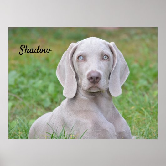 Personalisierter Weimaraner Welpenhund Poster (Vorne)