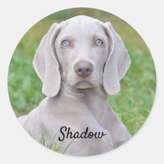Personalisierter Weimaraner Welpenhund Runder Aufkleber (Vorderseite)