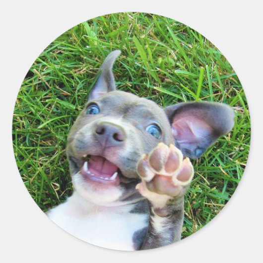 Personalisiertes benutzerdefiniertes Foto Welpenhu Runder Aufkleber (Vorderseite)