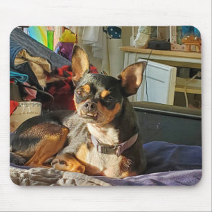Personalisiertes Chihuahua-Hundefoto   Mousepad