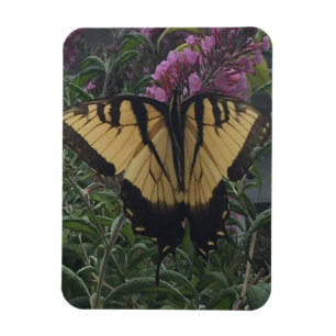 Personalisiertes Foto Gelbe und schwarze Schmetter Magnet