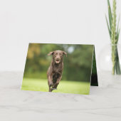 Personalisiertes Hundebüt-Foto Karte (Rückseite)