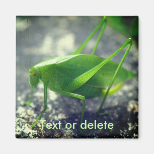 Personalisiertes Katydid Heuschrecke Natur Magnet