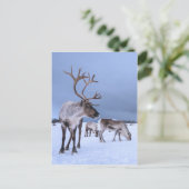 Personalisiertes Rentier-Foto Postkarte (Stehend Vorderseite)