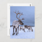 Personalisiertes Rentier-Foto Postkarte (Vorne/Hinten)