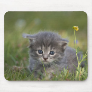 Personalisiertes süßes Kätzchen Mousepad