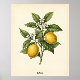 Personalisiertes Vintage-Zitronen-Botanik-Farmhous Poster