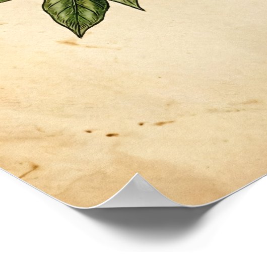 Personalized Vintage Coffee Plant Botanical Poster (Ecke)