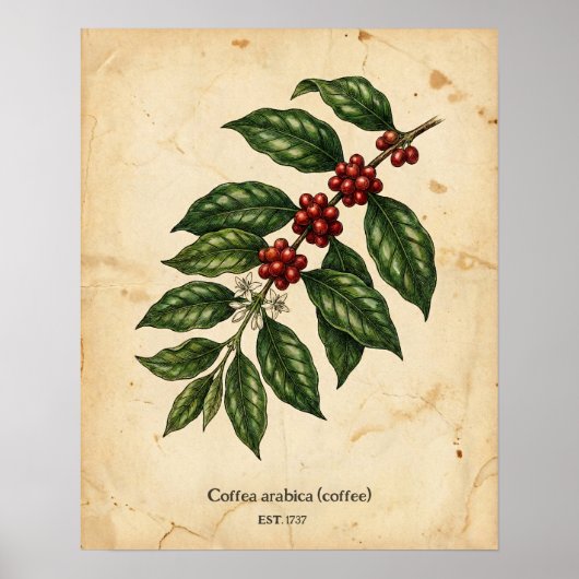 Personalized Vintage Coffee Plant Botanical Poster (Vorne)