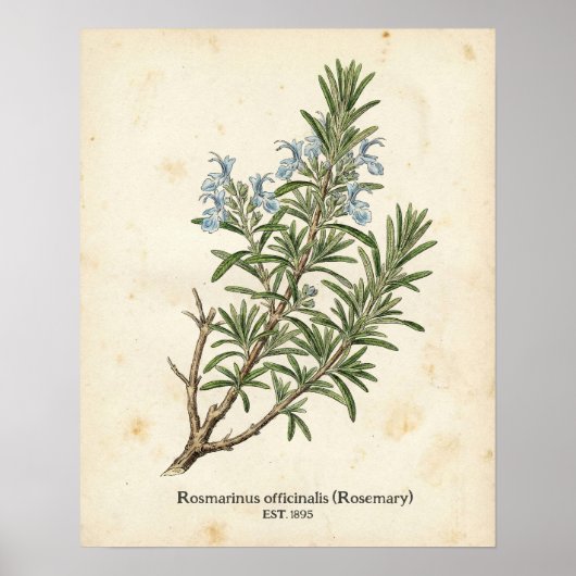 Personalized Vintage Rosemary Herb Botanical Poster (Vorne)