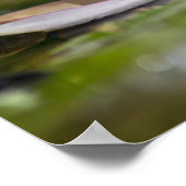 Persönliche Karpfen Diem Weißwasserlilie blühen Poster (Ecke)