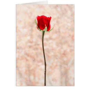 Persönliche schöne Rote Rose