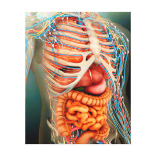 Perspektive des menschlichen Körpers, ganzer Organ Leinwanddruck