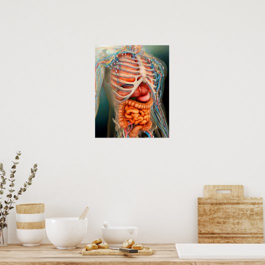 Perspektive des menschlichen Körpers, ganzer Organ Poster (Küche)