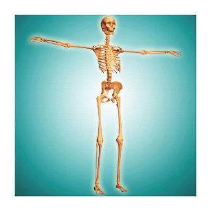 Perspektive des menschlichen Skelettsystems Leinwanddruck