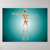 Perspektive des menschlichen Skelettsystems Poster (Vorne)