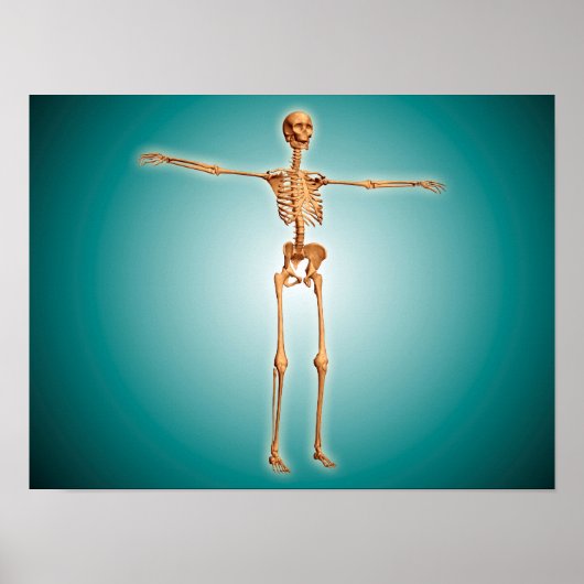 Perspektive des menschlichen Skelettsystems Poster (Vorne)