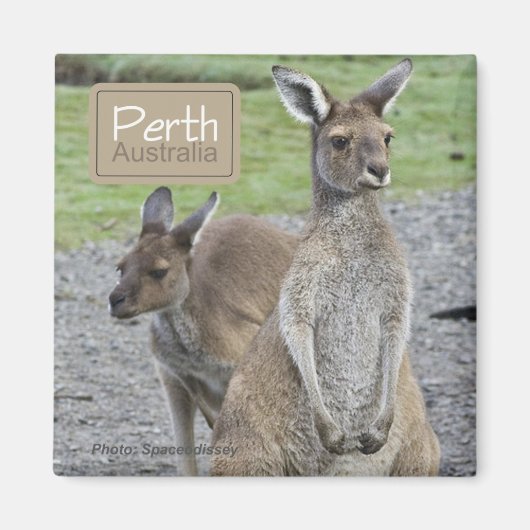Perth Australia Kangaroo Travel Kühlschrankmagnete Magnet (Vorne)