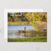 Perth Black Swan Australia Postcard Postkarte (Vorne/Hinten)