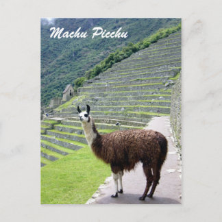 Peru-Lama-Blick Postkarte