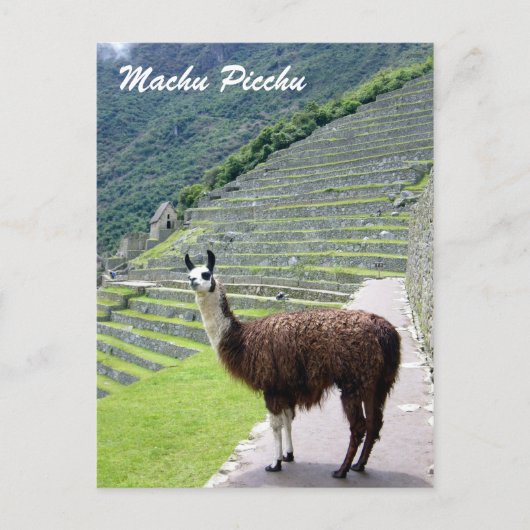 Peru-Lama-Blick Postkarte (Vorderseite)