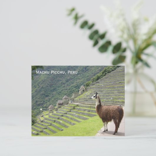 Peru-Lama Postkarte (Stehend Vorderseite)