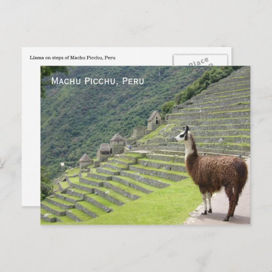 Peru-Lama Postkarte (Vorne/Hinten)