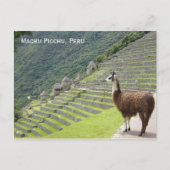 Peru-Lama Postkarte (Vorderseite)