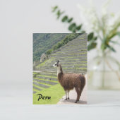 Peru Lama Postkarte (Stehend Vorderseite)
