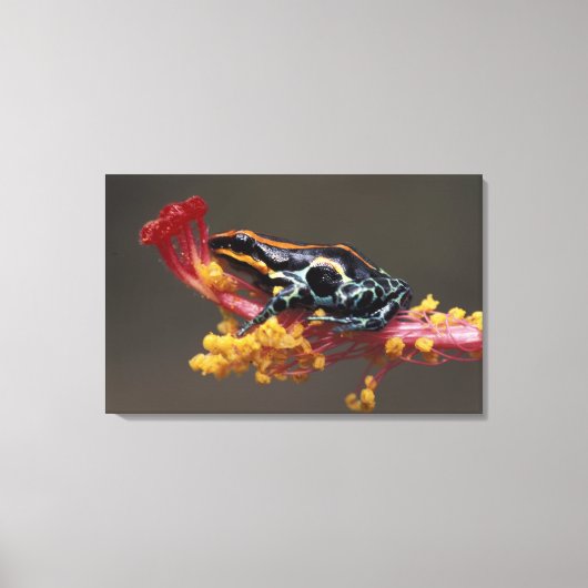 Peru, Peruaner Regenwald. Giftbogenfrosch Leinwanddruck (Vorderseite)