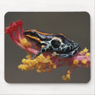 Peru, Peruaner Regenwald. Giftbogenfrosch Mousepad