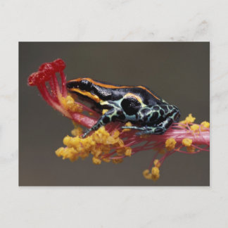Peru, Peruaner Regenwald. Giftbogenfrosch Postkarte