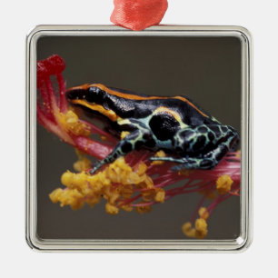 Peru, Peruaner Regenwald. Giftbogenfrosch Silbernes Ornament