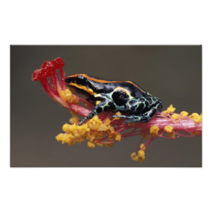 Peru, peruanischer Regenwald. Pfeilgiftfrosch Fotodruck
