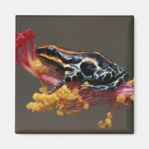 Peru, peruanischer Regenwald. Pfeilgiftfrosch Magnet