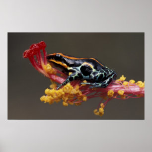 Peru, peruanischer Regenwald. Pfeilgiftfrosch Poster