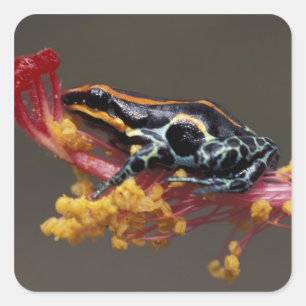 Peru, peruanischer Regenwald. Pfeilgiftfrosch Quadratischer Aufkleber