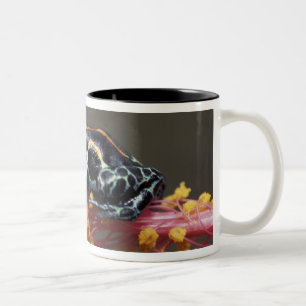 Peru, peruanischer Regenwald. Pfeilgiftfrosch Zweifarbige Tasse