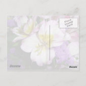Peruaner Lily Postkarte (Rückseite)