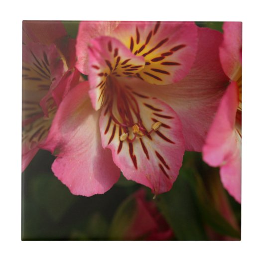 Peruanische Lilie (Alstroemeria aurea) Fliese (Vorderseite)