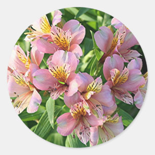 Peruanische Lilie (Alstroemeria) Blume in Blüte Runder Aufkleber
