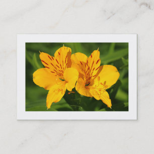 Peruanische Lilien (grenzt) Visitenkarte