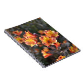 Peruanische Lily-Blume am RHS Garden Wisley Notizblock (Rechte Seite)