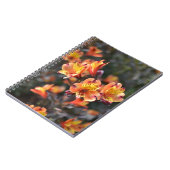 Peruanische Lily-Blume am RHS Garden Wisley Notizblock (Linke Seite)