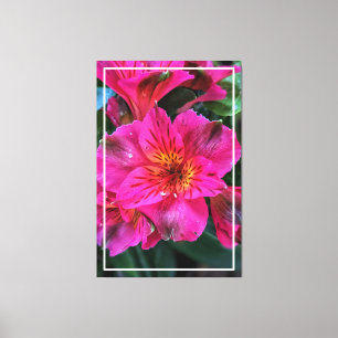Peruanische Lily Pink Farbe Leinwanddruck