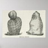 Peruanische Mummies Poster (Vorne)